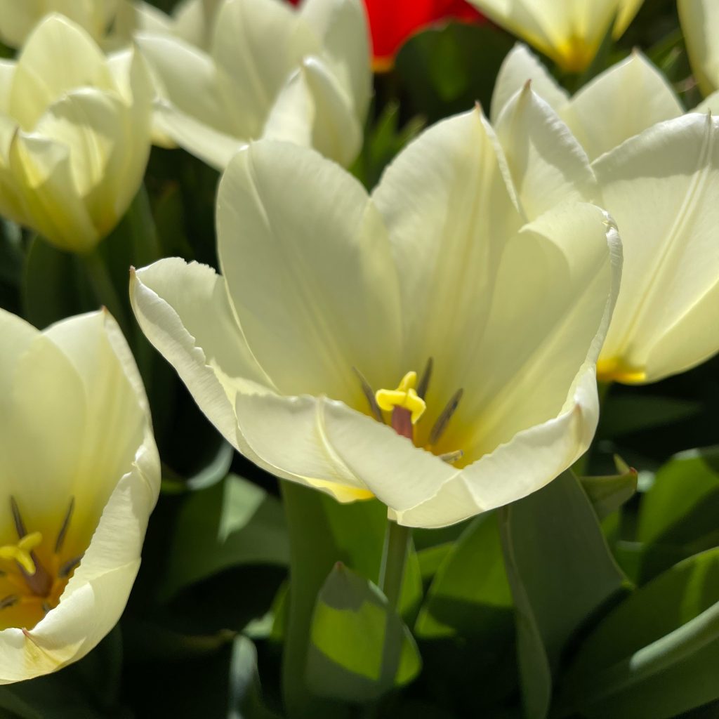 Tulpen im Frühling [GTD Foto]
