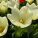 Rembrandt-Tulpen: Kunst im Garten