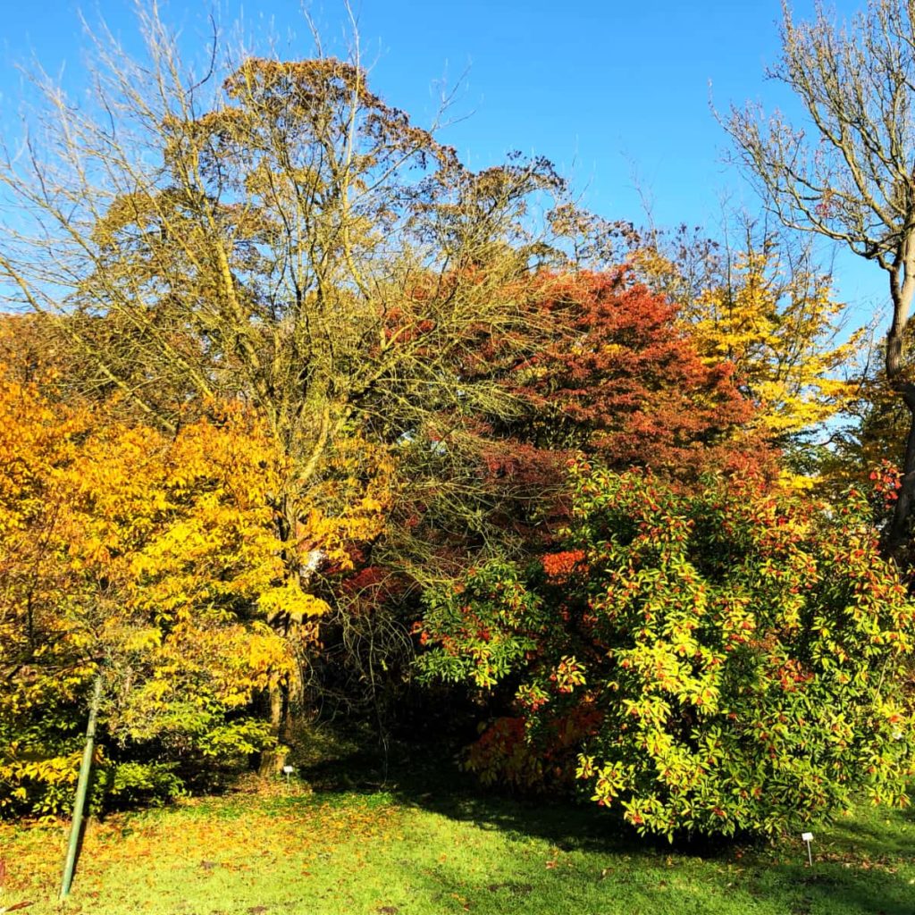 Herbst, Bäume, Sträucher [GTD Foto]