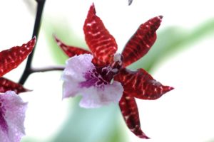 Orchideenpflege [OI, Foto]