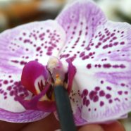 Phalaenopsis: Schmetterlings-Orchideen