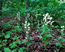 Weißes Waldvöglein: Orchidee des Jahres 2017