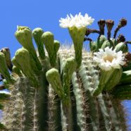 Westernkaktus: Kaktus des Jahres 2017