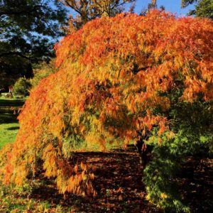 Herbstfärbung im Garten [GTD Foto]