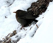 Artgerechte Vogelfütterung im Winter