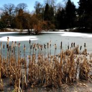 Stauden im Winter: verzauberter Garten