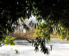 Wintergrüne Stauden: Struktur im Winter