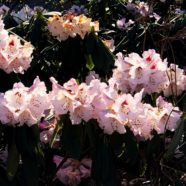 Rhododendren: reiche Blüte im Frühling