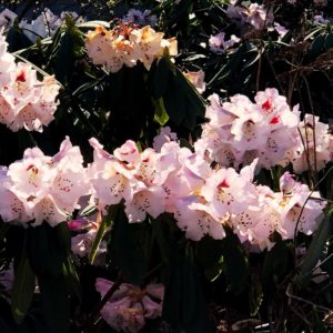 Rhododendren [GTD Foto]