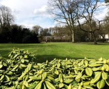 Rhododendrongarten: pflanzen und pflegen