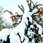 Wintertrockenheit und Pflanzen