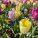 Tulpen: ein langer Weg aus dem Orient