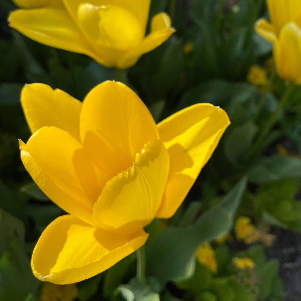 Gelbe Tulpen [GTD Foto]