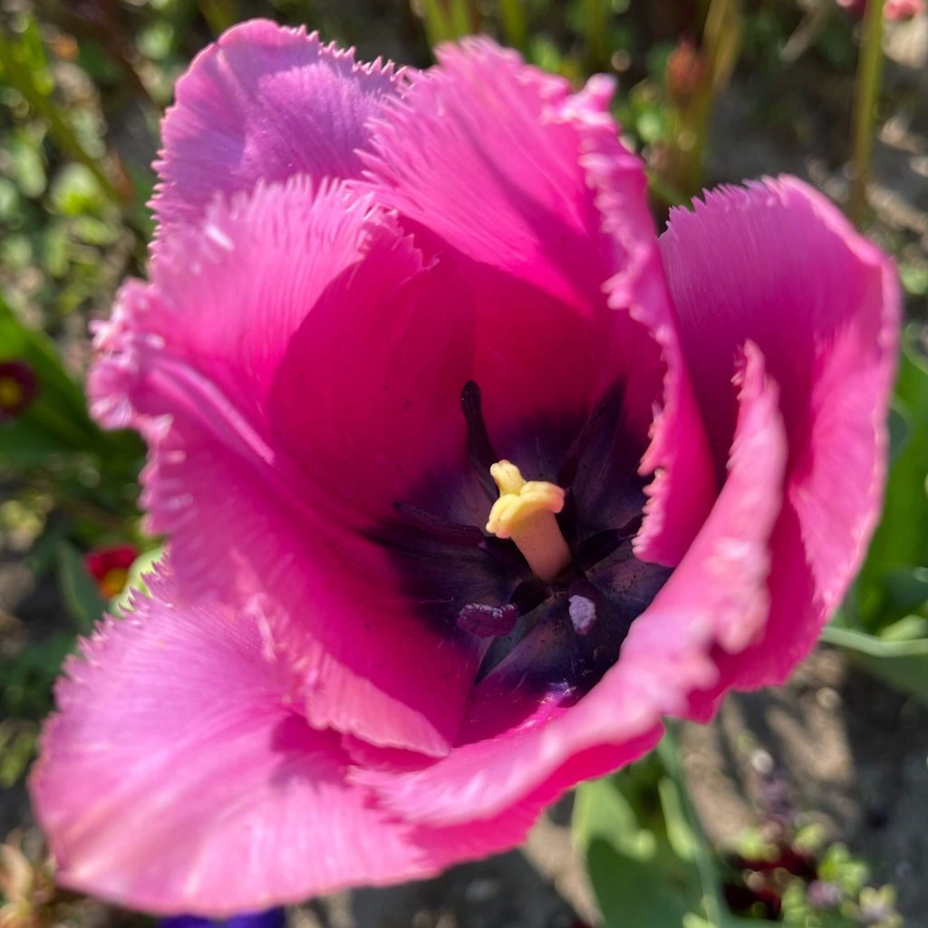 Rosa Tulpenblüte [GTD Foto]
